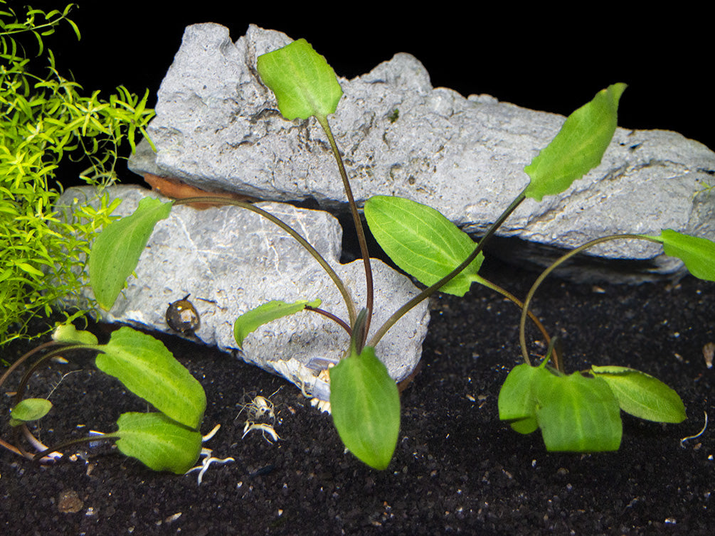 Green Cryptocoryne wendtii