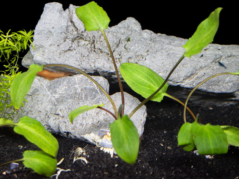 Green Cryptocoryne wendtii