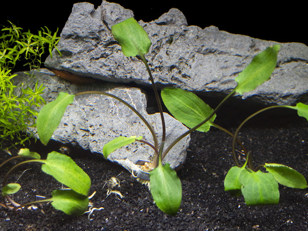 Green Cryptocoryne wendtii, bare root