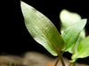 Red Cryptocoryne wendtii bare root