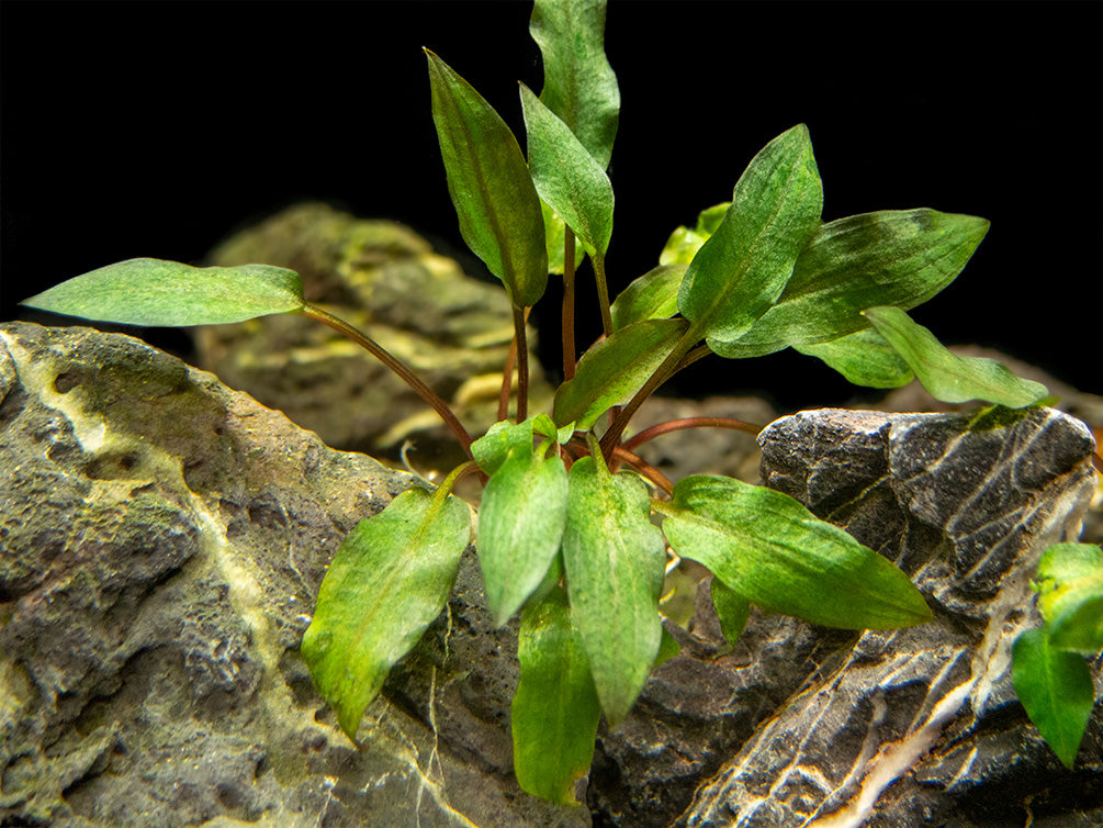 Red Cryptocoryne wendtii