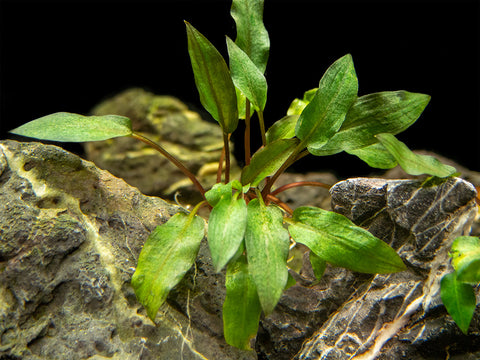 Narrowleaf Sagittaria (Sagittaria subulata), Bunch w/Lead