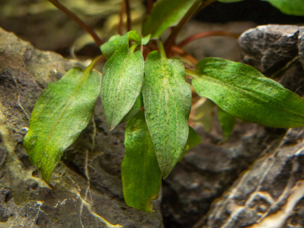 Red Cryptocoryne wendtii