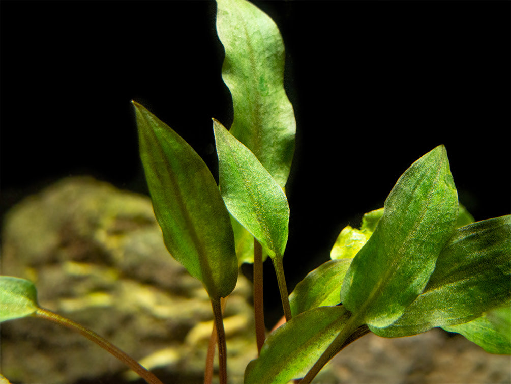 Red Cryptocoryne wendtii