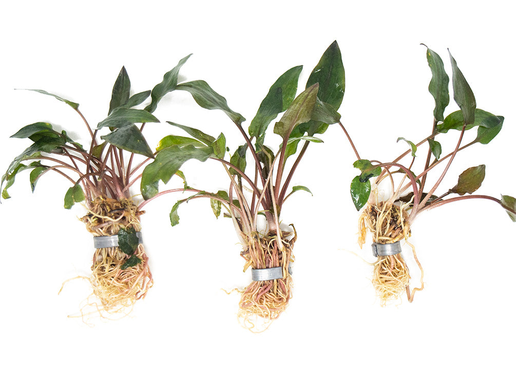 Red Cryptocoryne wendtii