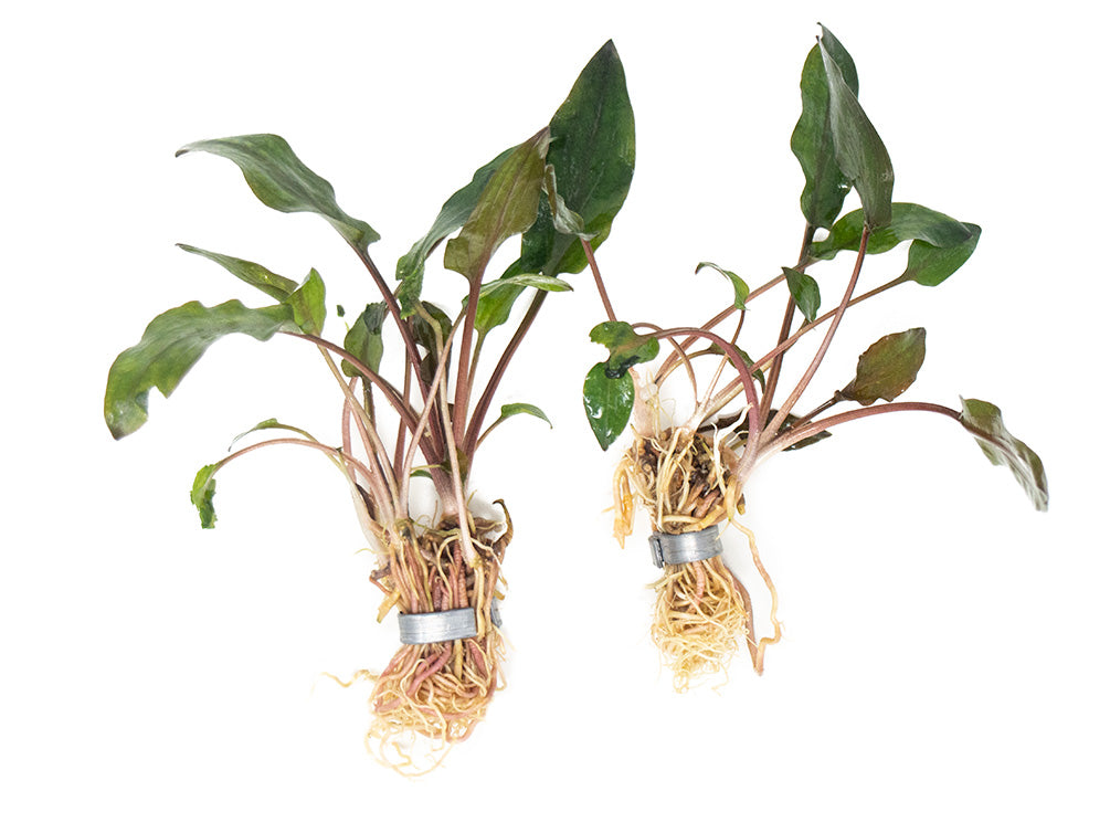 Red Cryptocoryne wendtii