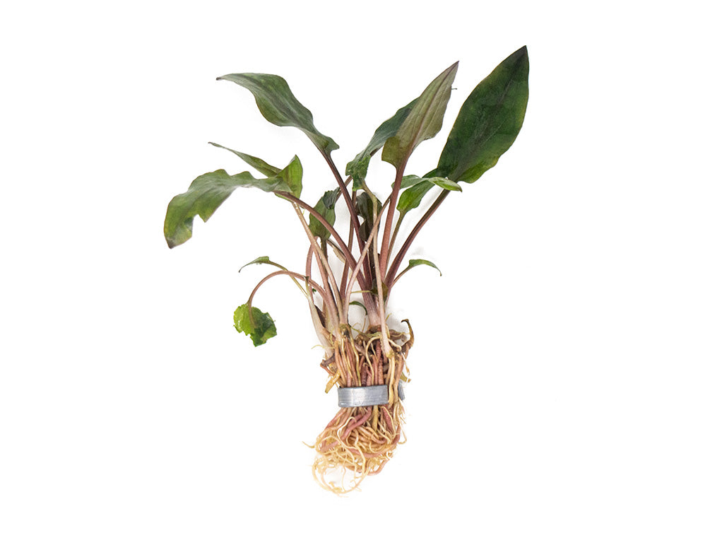 Red Cryptocoryne wendtii