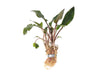 Red Cryptocoryne wendtii bare root