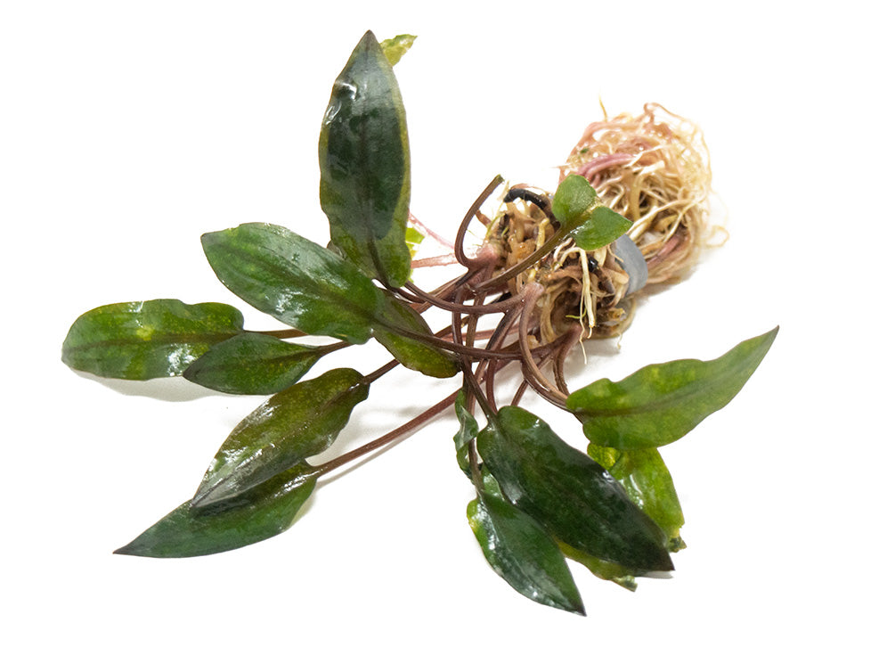 Red Cryptocoryne wendtii