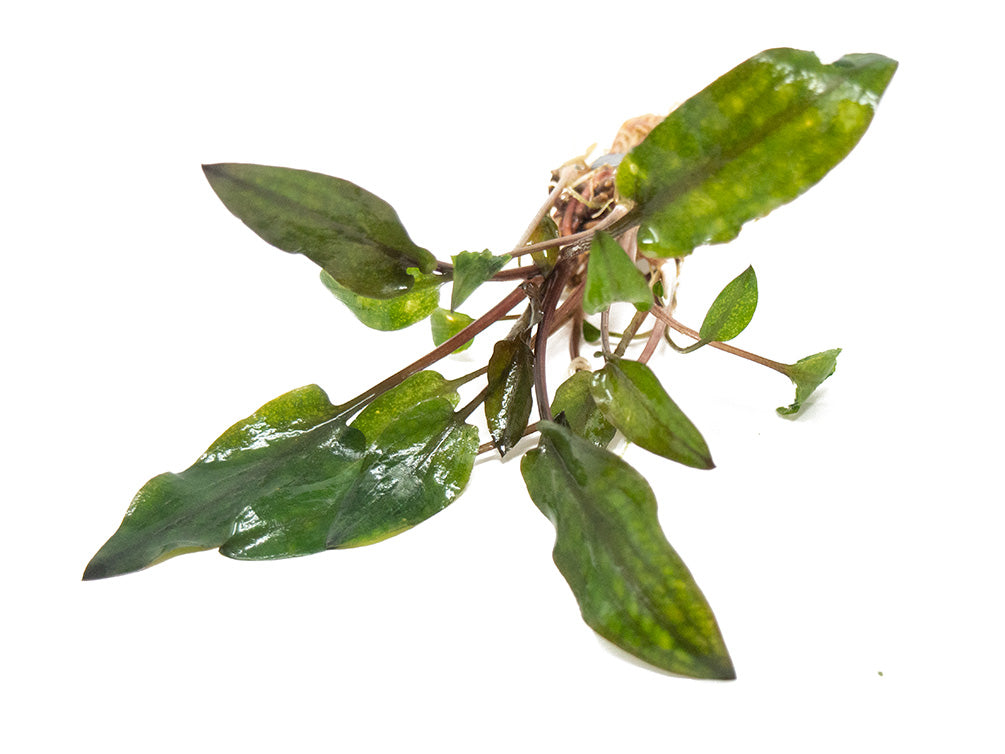 Red Cryptocoryne wendtii bare root