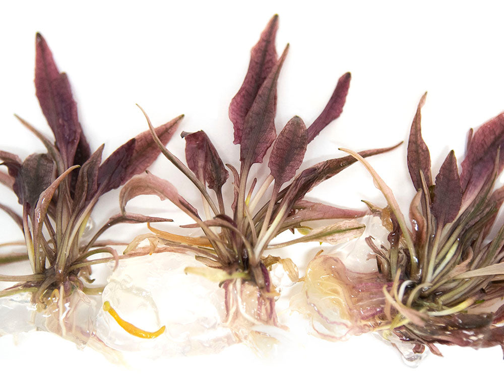 Cryptocoryne sp. "Flamingo" Tissue Culture