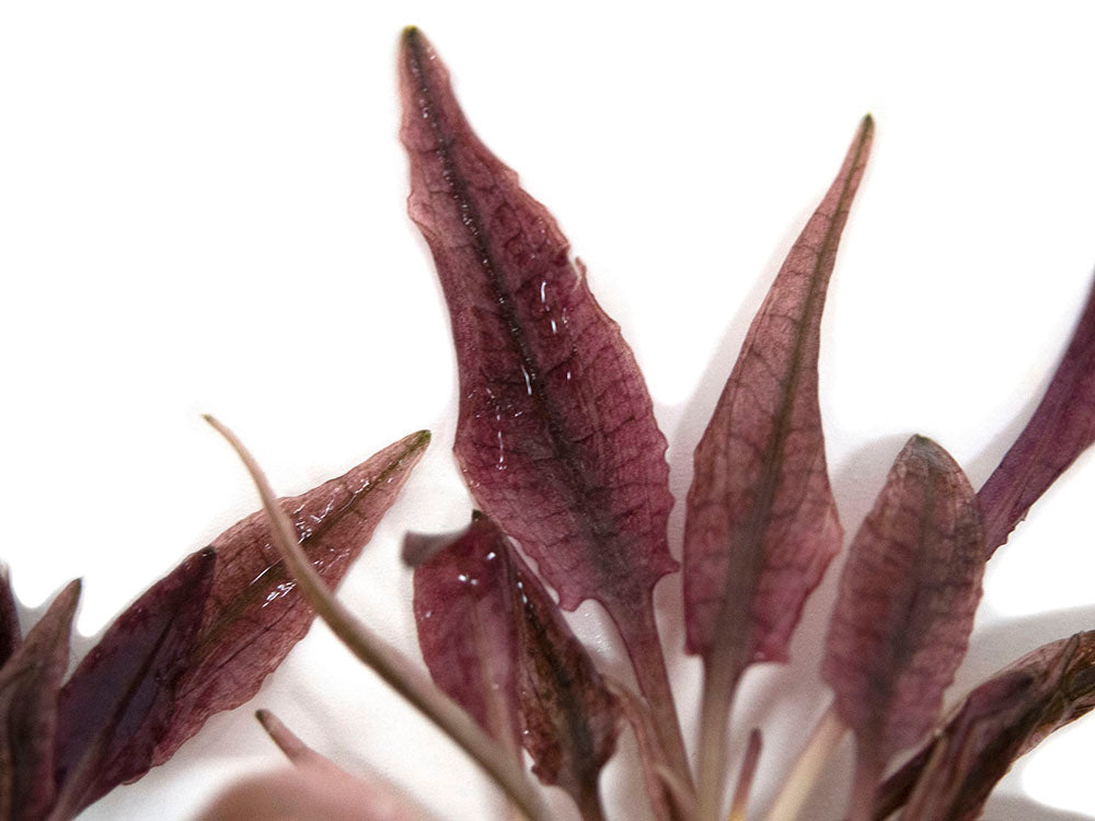 Cryptocoryne sp. "Flamingo" Tissue Culture