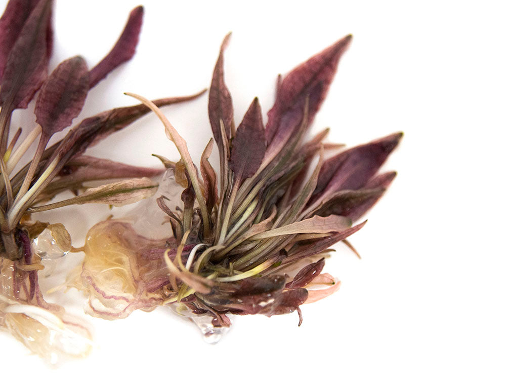 Cryptocoryne sp. "Flamingo" Tissue Culture