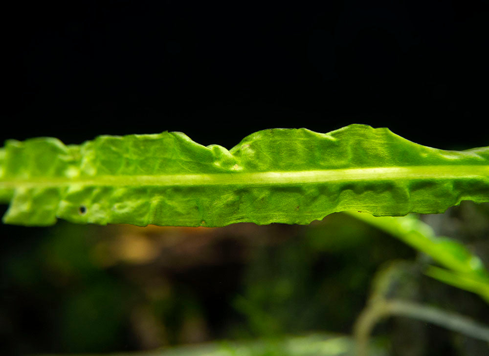 Cryptocoryne Balansae (Cryptocoryne crispatula "Balansae"), Bare Root