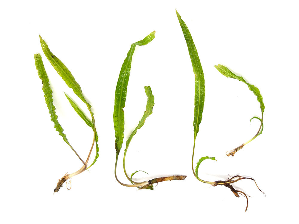 Cryptocoryne Balansae (Cryptocoryne crispatula "Balansae"), Bare Root