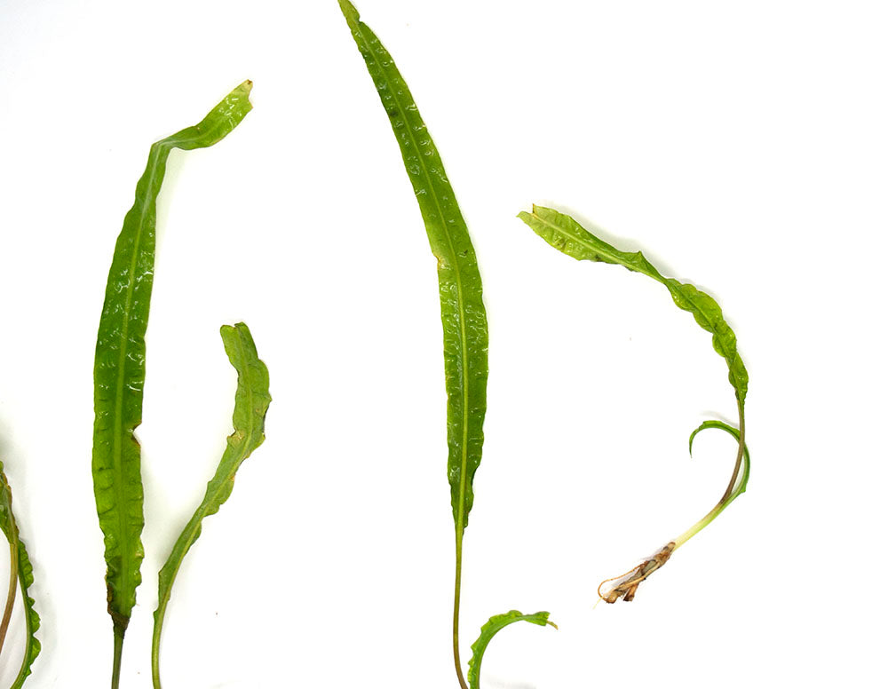 Cryptocoryne Balansae (Cryptocoryne crispatula "Balansae"), Bare Root