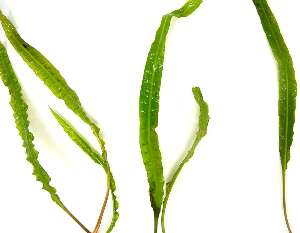 Cryptocoryne Balansae (Cryptocoryne crispatula "Balansae"), Bare Root