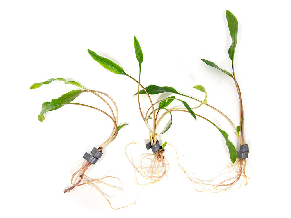 Cryptocoryne lutea, bare root