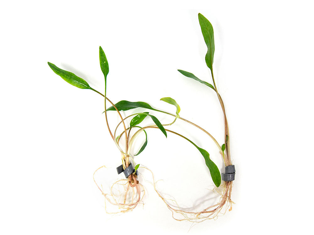 Cryptocoryne lutea, bare root