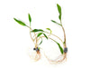 Cryptocoryne lutea, bare root