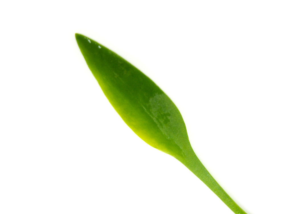 Cryptocoryne parva, bare root
