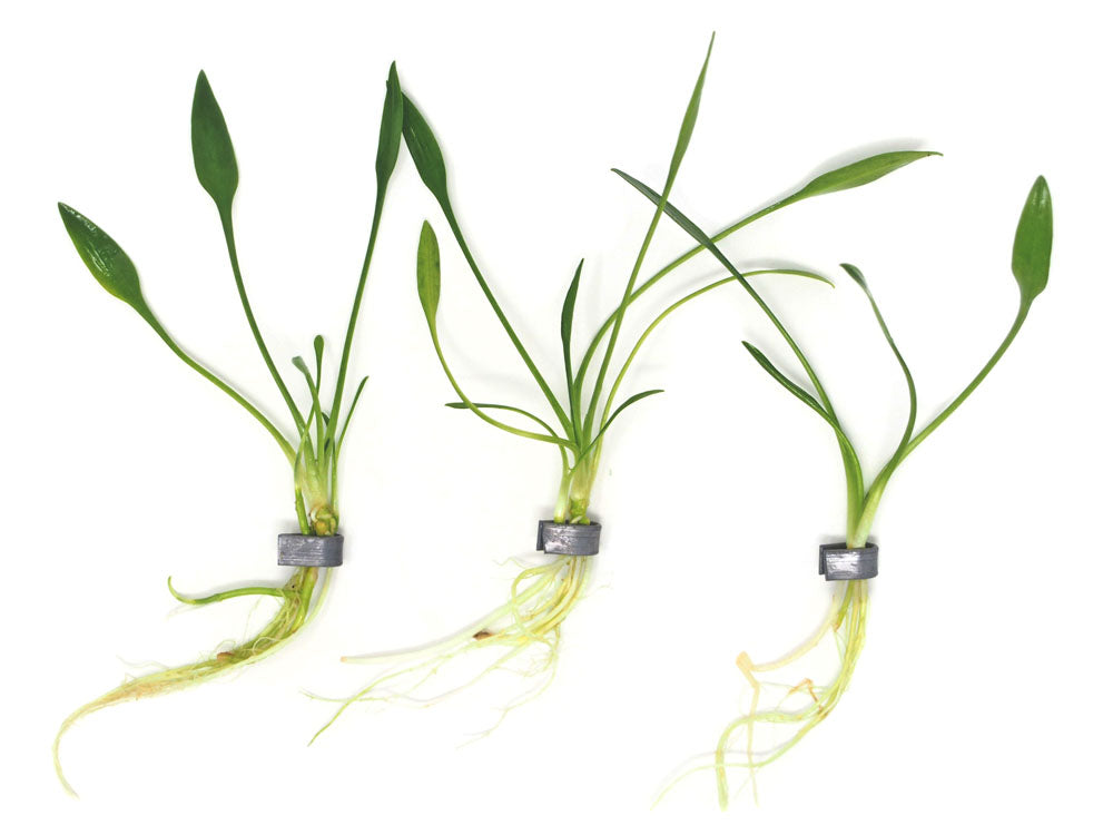Cryptocoryne parva, bare root