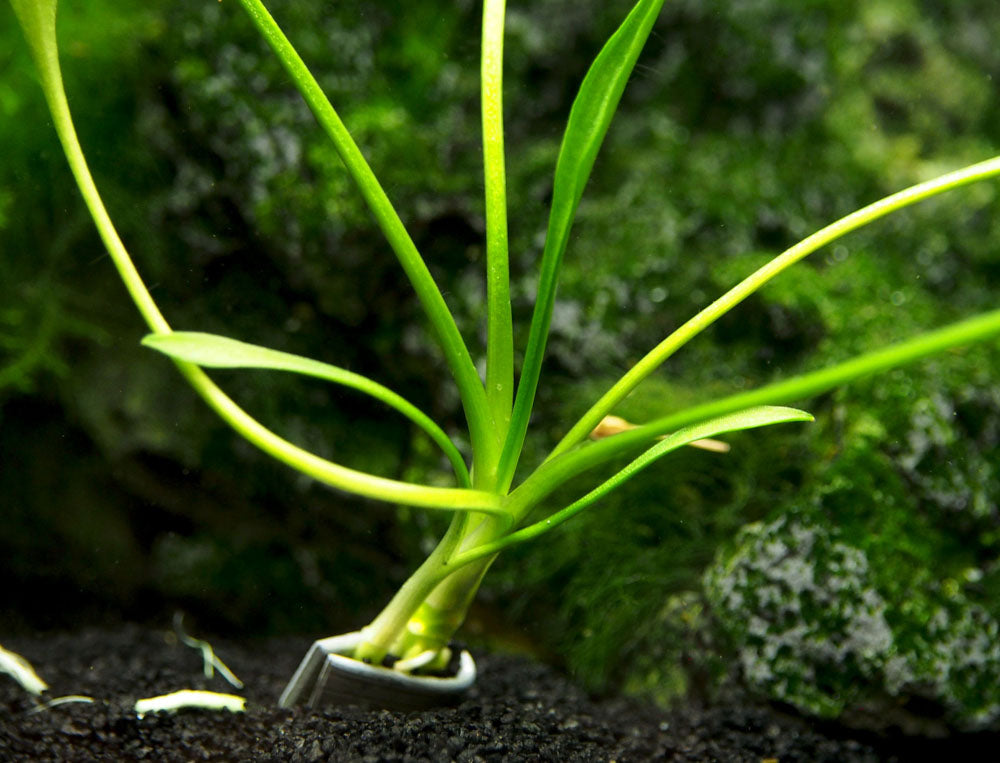 Cryptocoryne parva, bare root