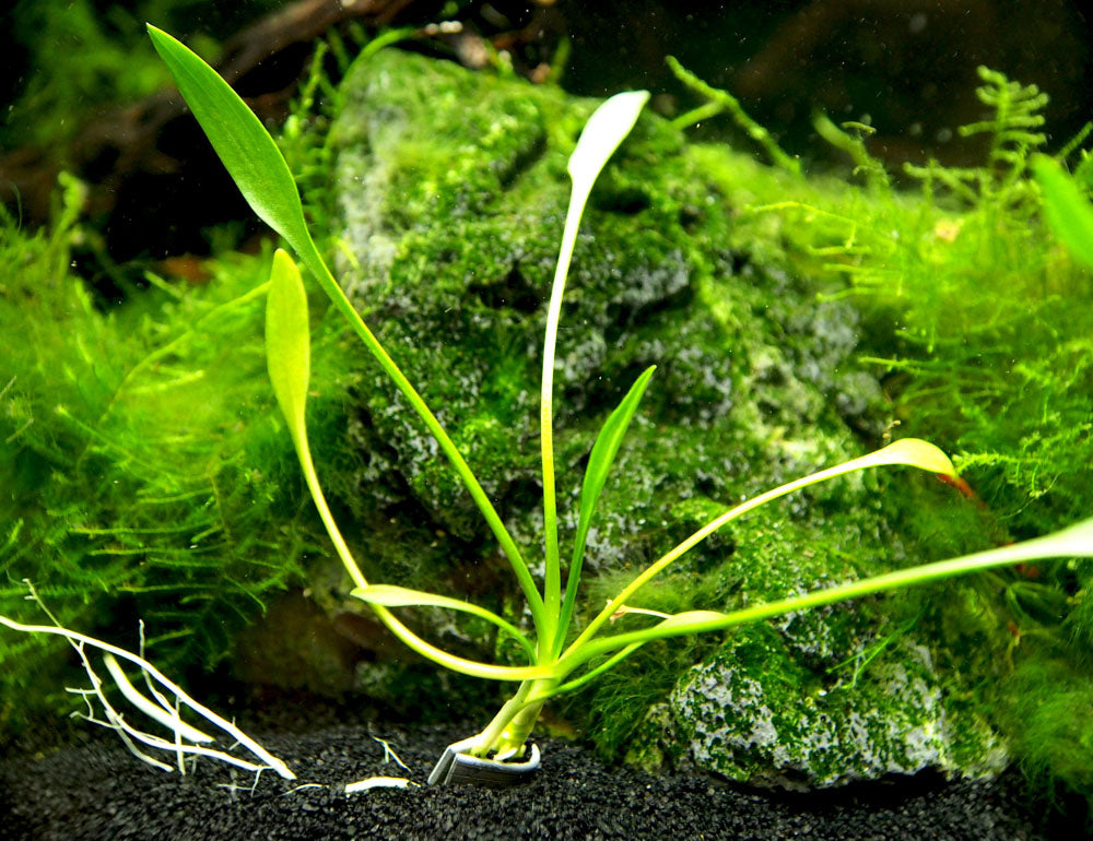 Cryptocoryne parva, bare root