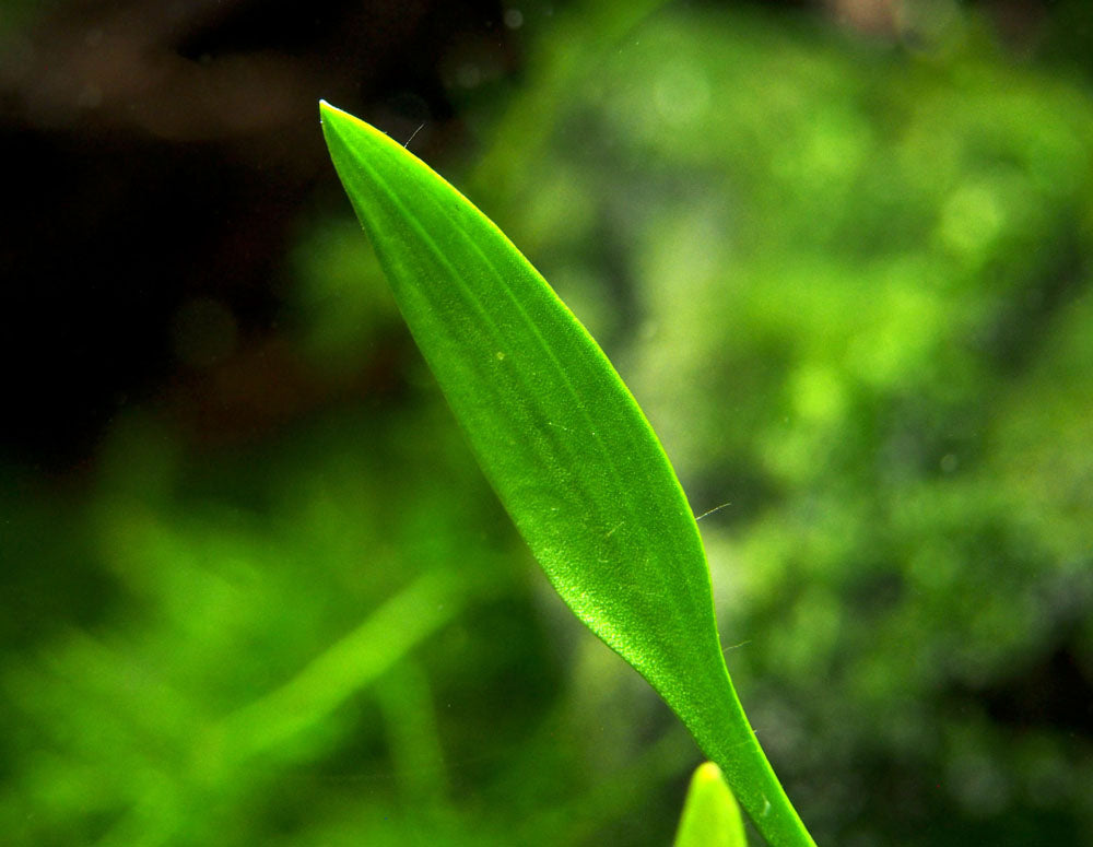 Cryptocoryne parva, bare root