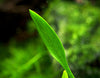 Cryptocoryne parva, bare root