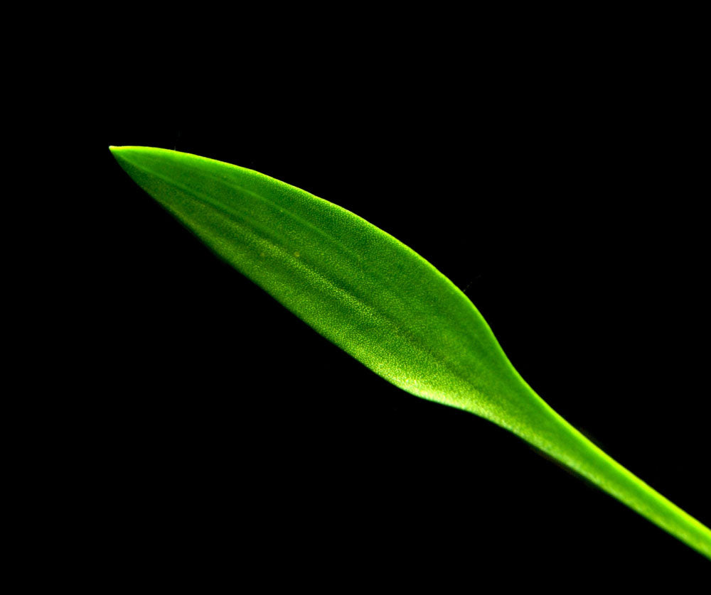 Cryptocoryne parva, bare root