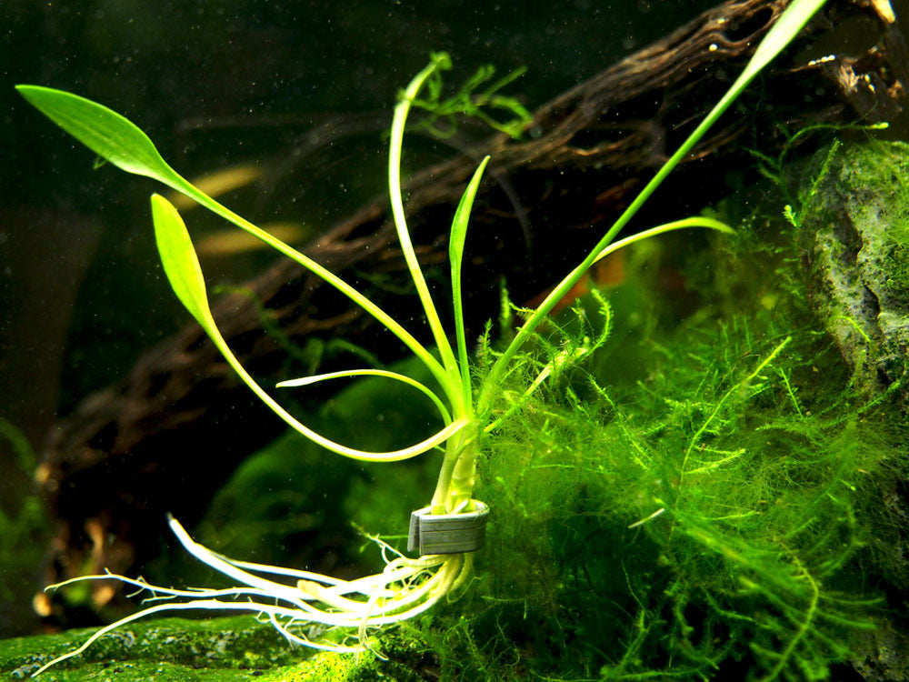 Cryptocoryne parva, bare root