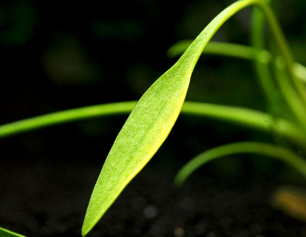 Cryptocoryne parva, bare root