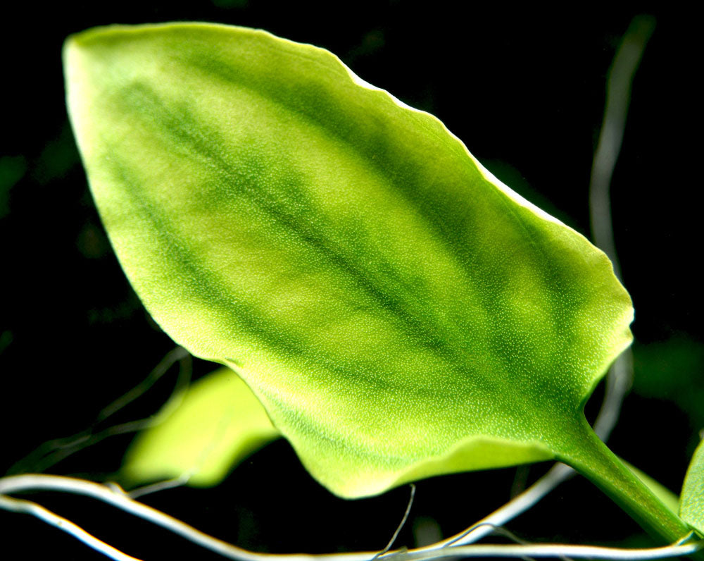 Cryptocoryne pontederiifolia