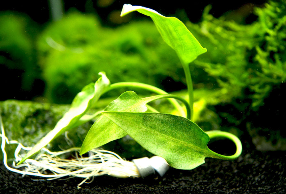 Cryptocoryne pontederiifolia