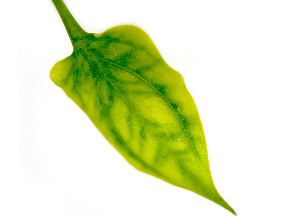 Cryptocoryne pontederiifolia