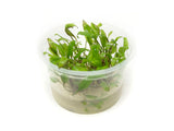 Green Cryptocoryne wendtii Tissue Culture