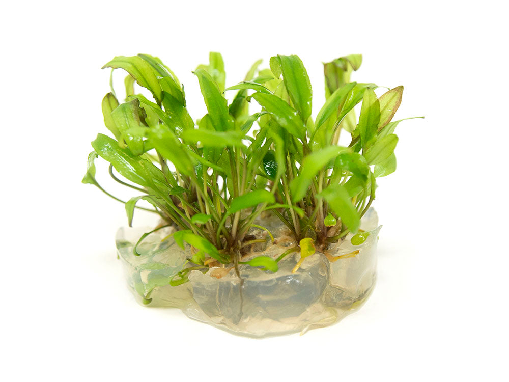 Green Cryptocoryne wendtii Tissue Culture
