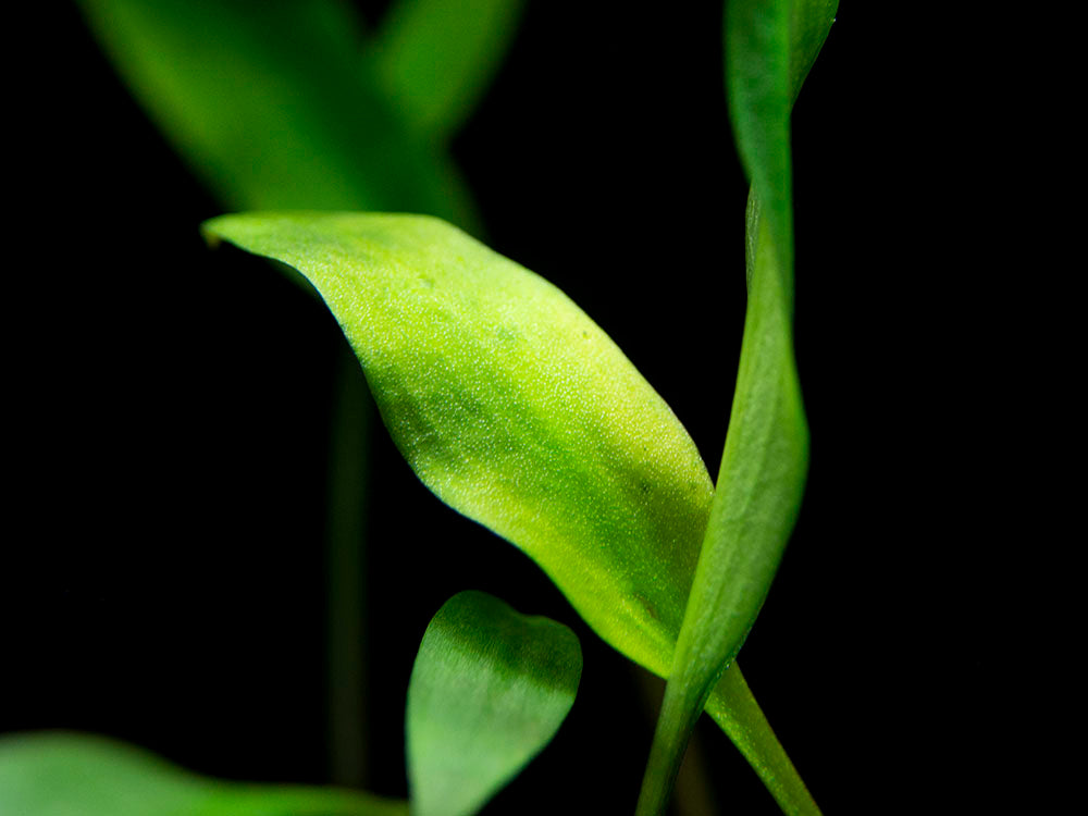 Cryptocoryne lutea, bare root
