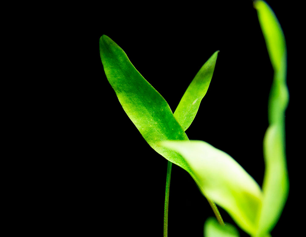 Cryptocoryne lutea, bare root