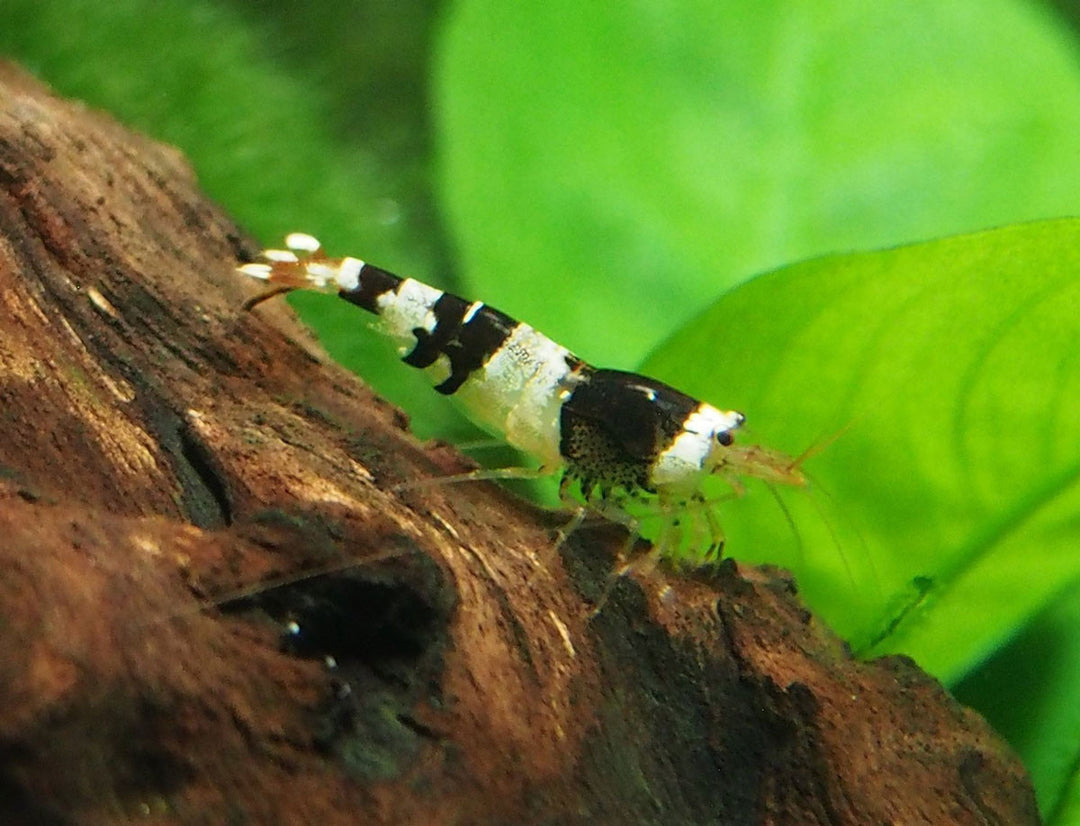 Crystal Black Shrimp (Caridina cantonensis, A-S Grade), Tank-Bred