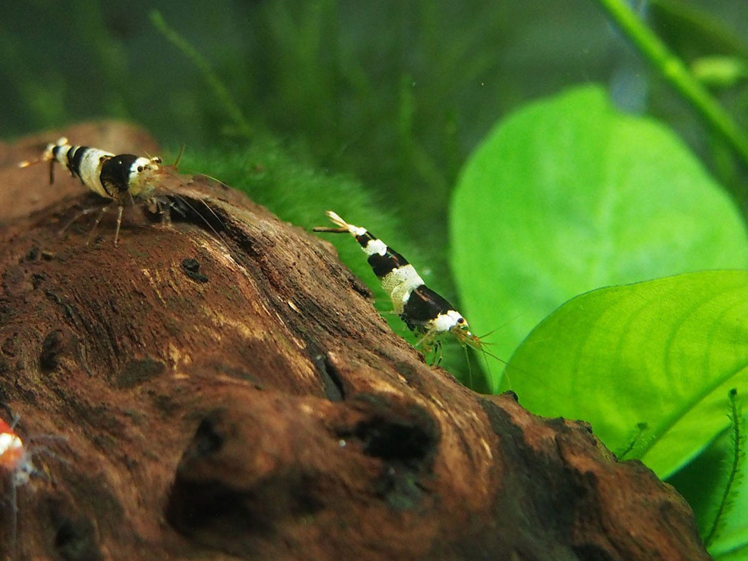 Crystal Black Shrimp (Caridina cantonensis, A-S Grade), Tank-Bred