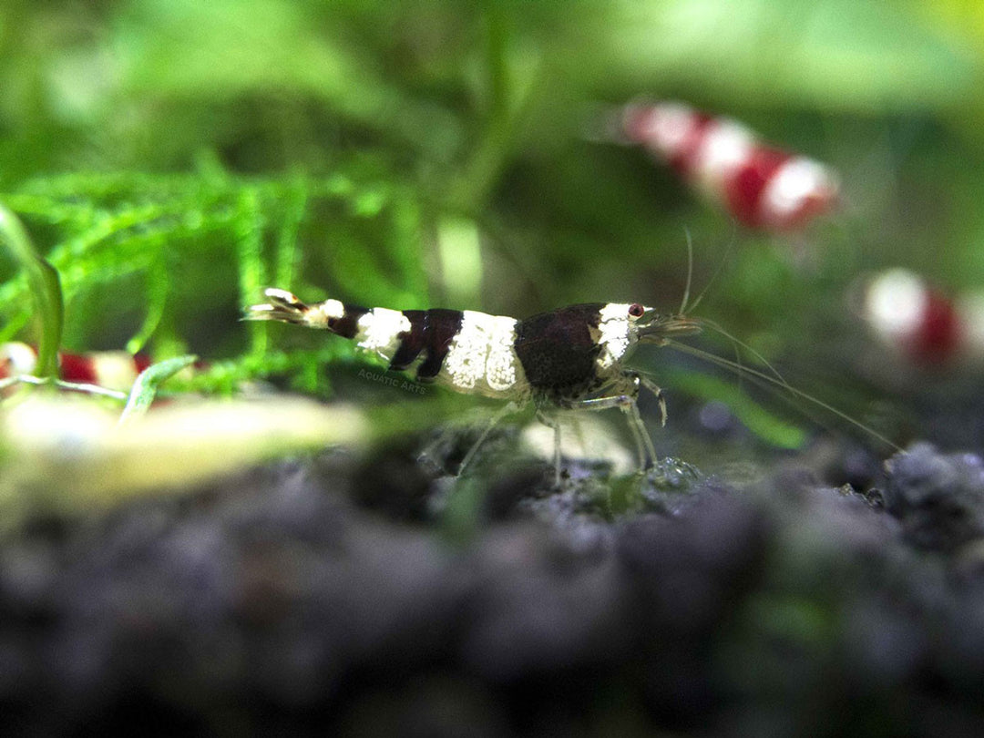 Crystal Black Shrimp (Caridina cantonensis, A-S Grade), Tank-Bred