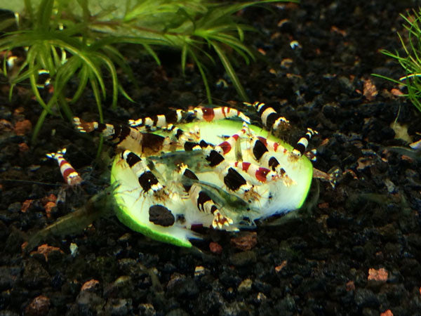 Crystal Black Shrimp (Caridina cantonensis, A-S Grade), Tank-Bred