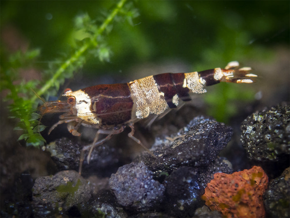 Crystal Black Shrimp (Caridina cantonensis, A-S Grade), Tank-Bred