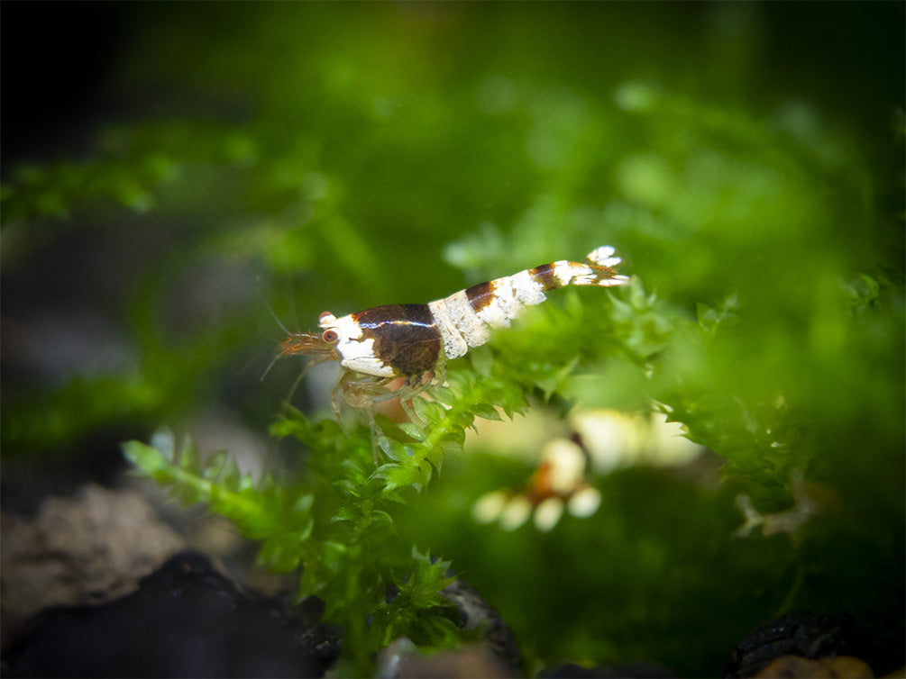 Crystal Black Shrimp (Caridina cantonensis, A-S Grade), Tank-Bred