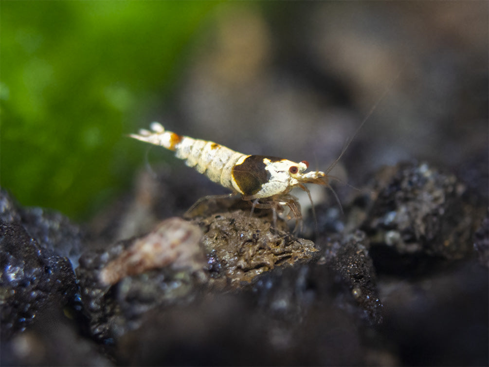 Crystal Black Shrimp (Caridina cantonensis, A-S Grade), Tank-Bred