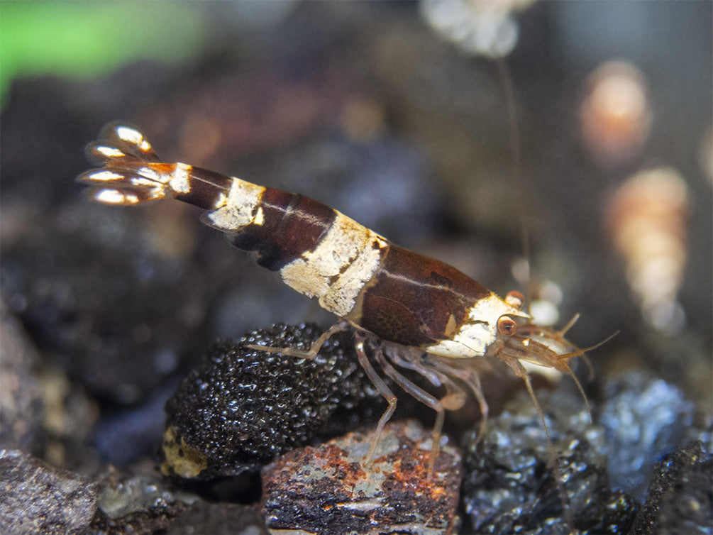 Crystal Red and Black Shrimp Combo Box