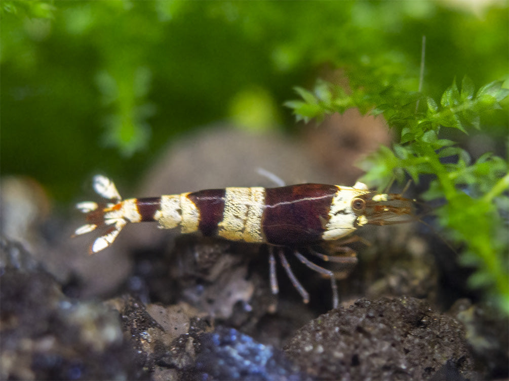 Crystal Black Shrimp (Caridina cantonensis, A-S Grade), Tank-Bred