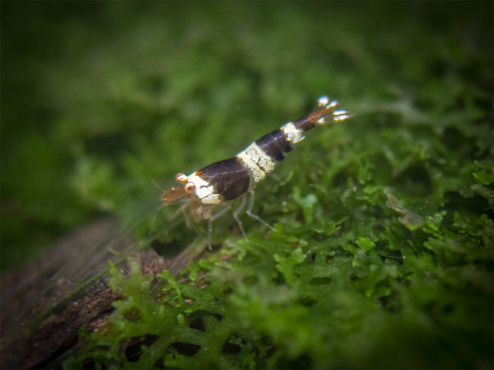 Crystal Black Shrimp (Caridina cantonensis, A-S Grade), Tank-Bred